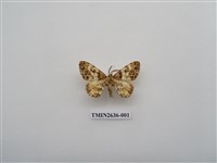 藏品(尺蛾163)的圖片